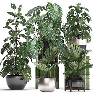 monstera plants exotic 3D