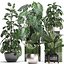 Collection Exotic plants Monstera 2
