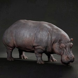 3D Hippopotamus