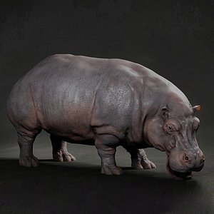 Hippopotamus