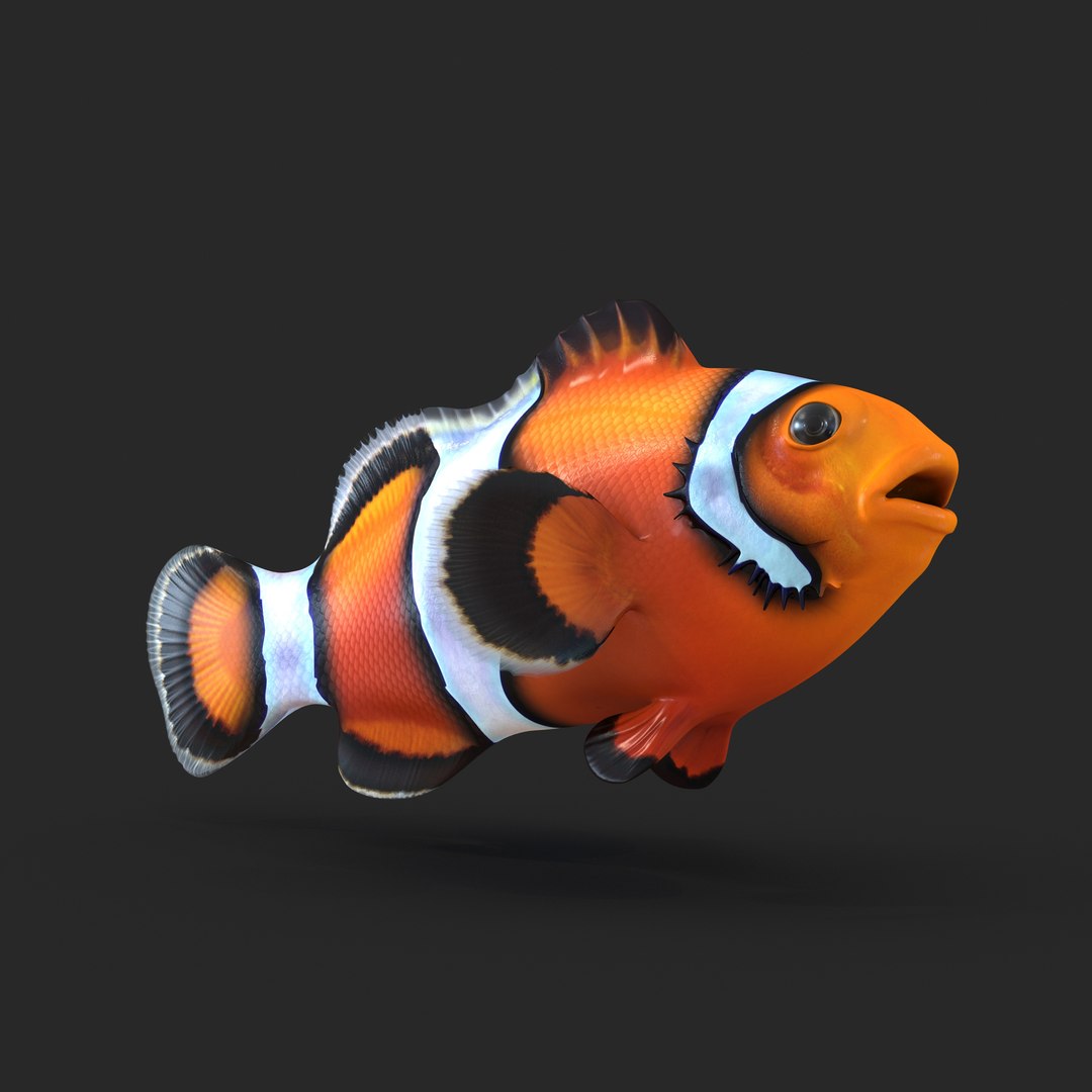 Clownfish 3D model preview
