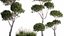 庭の植木鉢の装飾的な松のトピアリー 1177