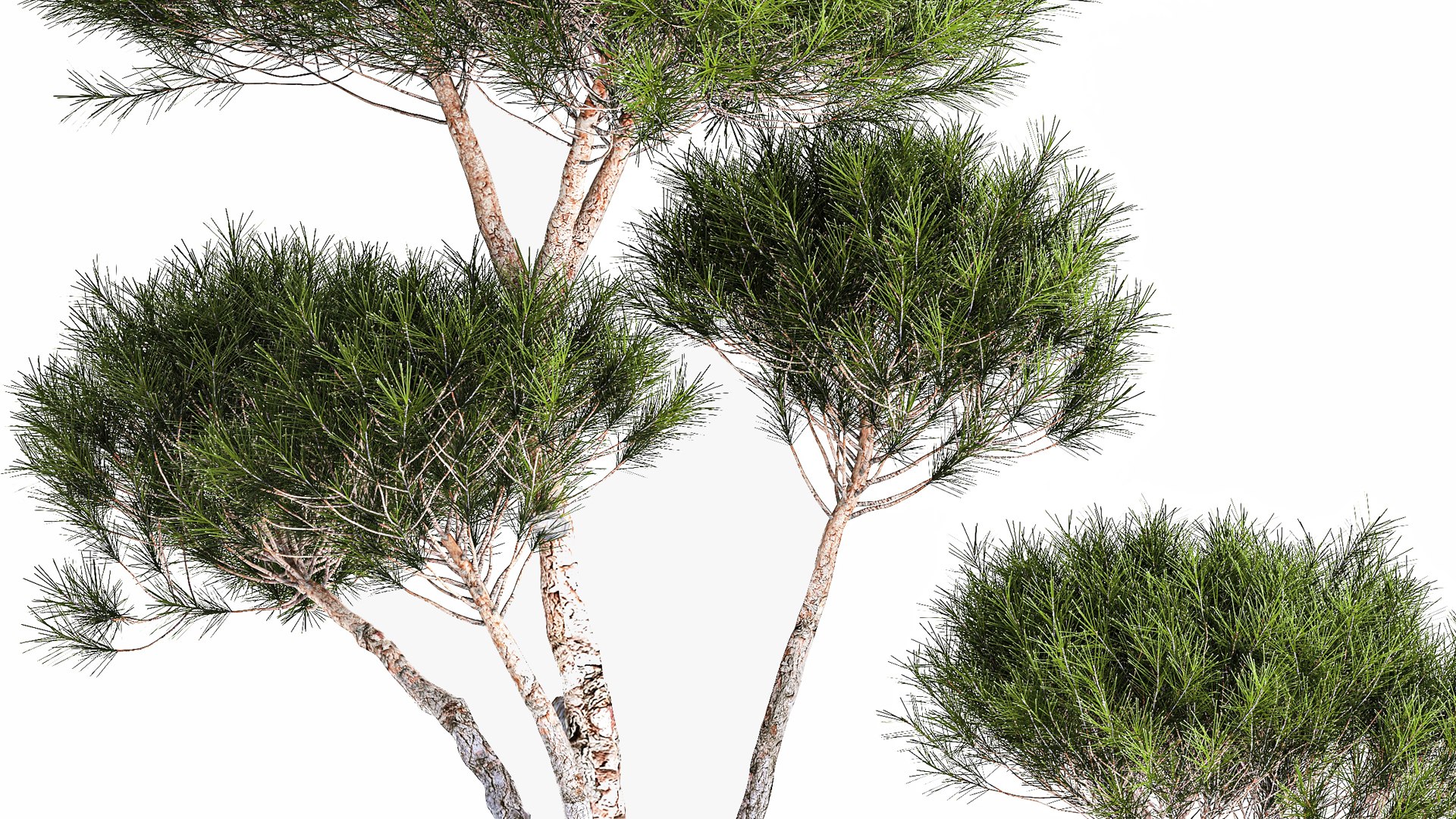 Decorative Pine Topiary In A Garden Flowerpot 1177 3D model https://p.turbosquid.com/ts-thumb/LK/Eo3dHa/kG/1plant2201202307/jpg/1674491416/1920x1080/fit_q87/76035aa514ddccfdd23e4d3ac0266db96cd9537c/1plant2201202307.jpg
