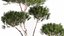 庭の植木鉢の装飾的な松のトピアリー 1177