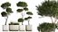 庭の植木鉢の装飾的な松のトピアリー 1177
