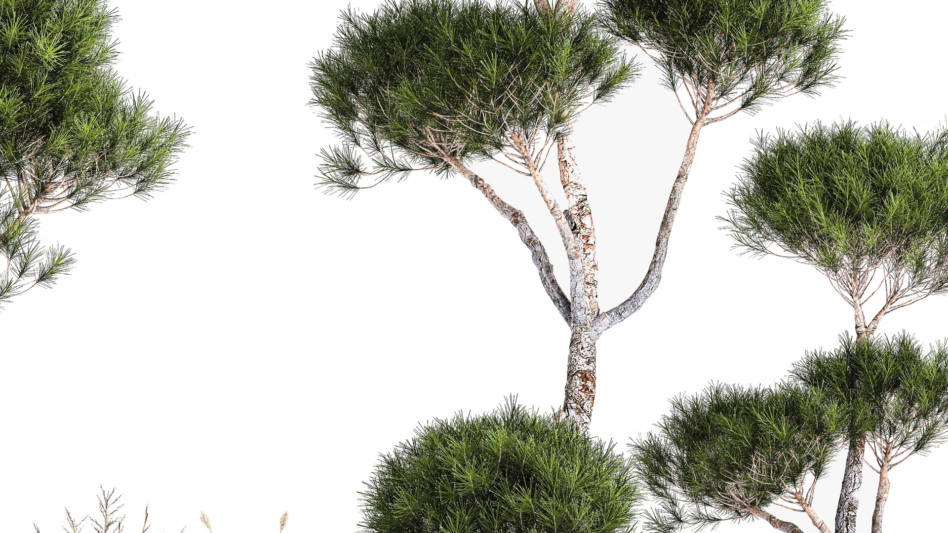 Decorative Pine Topiary In A Garden Flowerpot 1177 3D model https://p.turbosquid.com/ts-thumb/LK/Eo3dHa/za/1plant2201202306/jpg/1674491416/1920x1080/fit_q87/7cd650cbebb52377c8a3eea293ccfba0598e0221/1plant2201202306.jpg