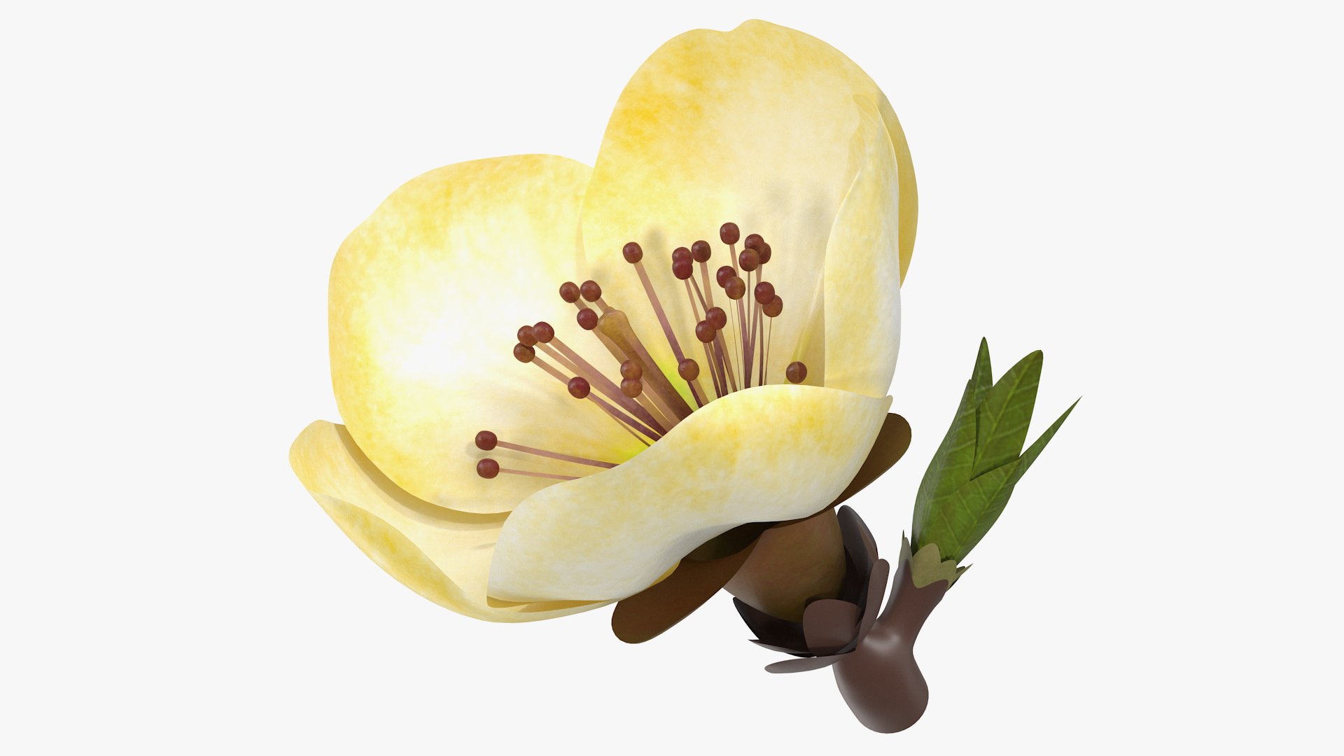 3D Floral Plants Collection 2 model https://p.turbosquid.com/ts-thumb/LK/QltSuO/JEfgSYjj/yellowcherryflowerc4dmodel001/jpg/1788729577/1920x1080/fit_q87/431bbd7ec49fbbb45fc475ccda26efe0c4701674/yellowcherryflowerc4dmodel001.jpg