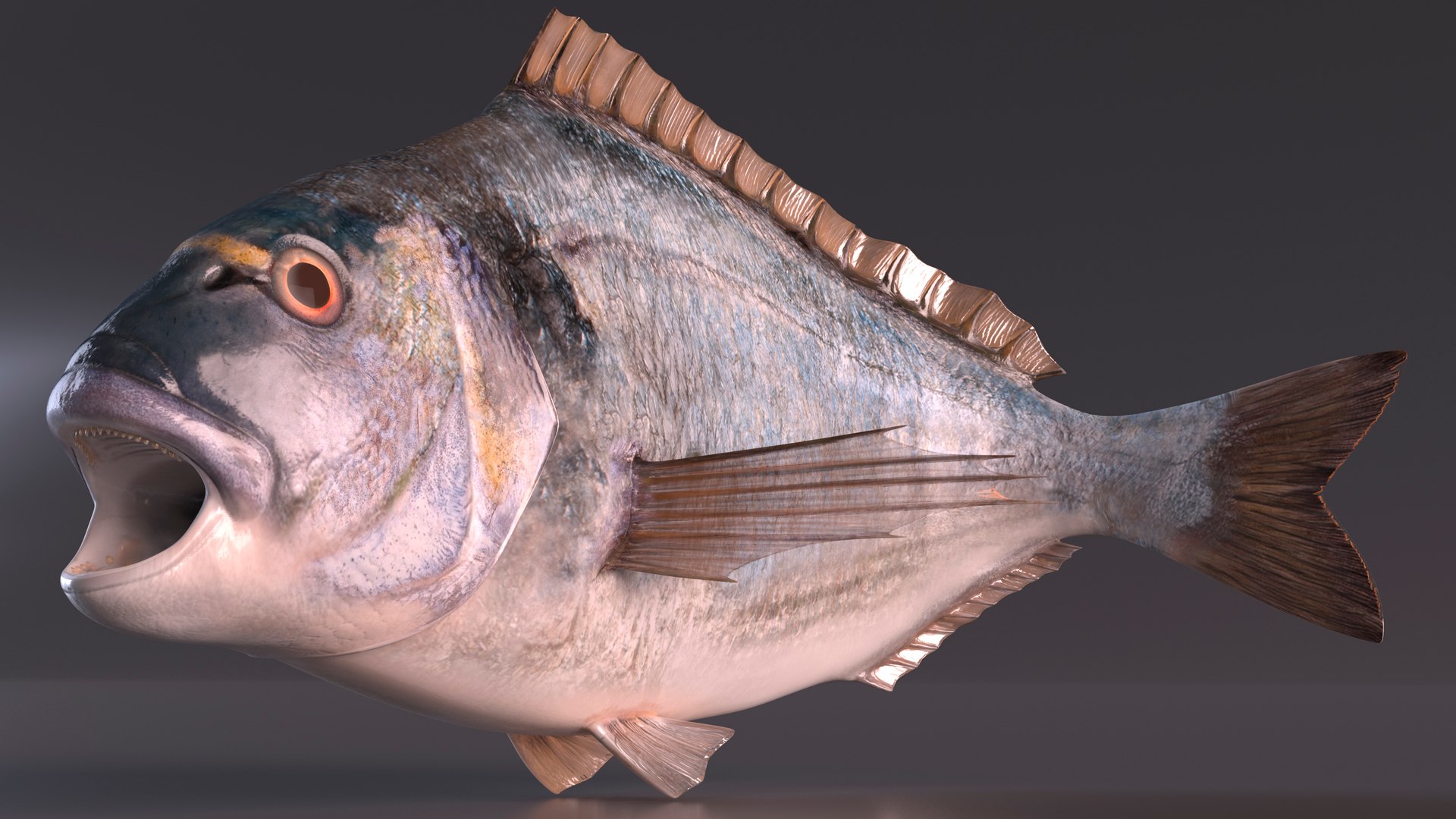 Gilthead Bream Fish Rigged Model - TurboSquid 2169037