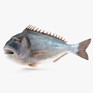 Gilthead Bream Fish Rigged