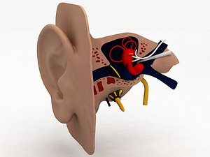 Human Ear Anatomy 3D model