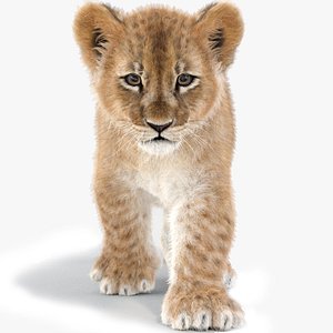 Baby Lion Animated Fur