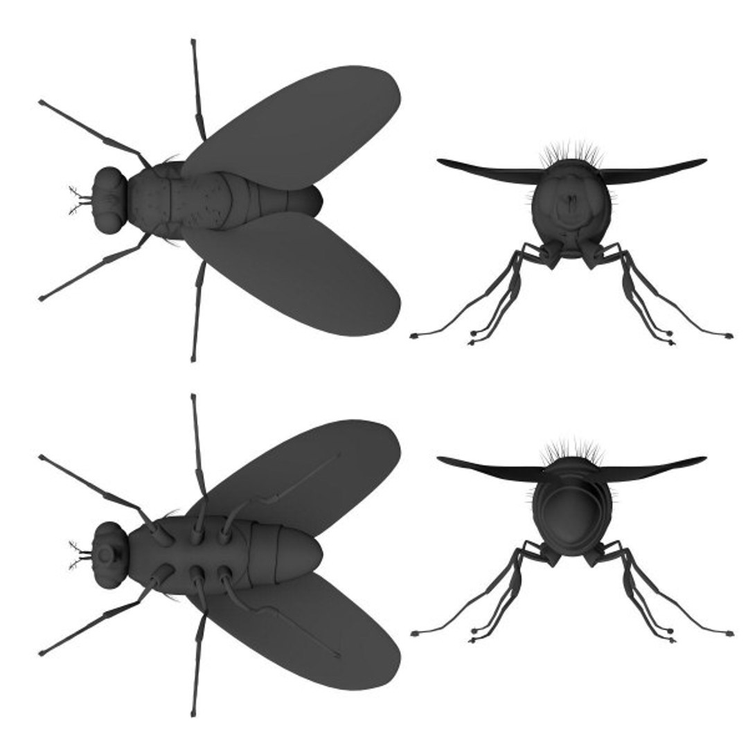 Flies Housefly 3d Model