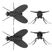 fly