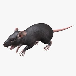 3D Rat Low-poly PBR model