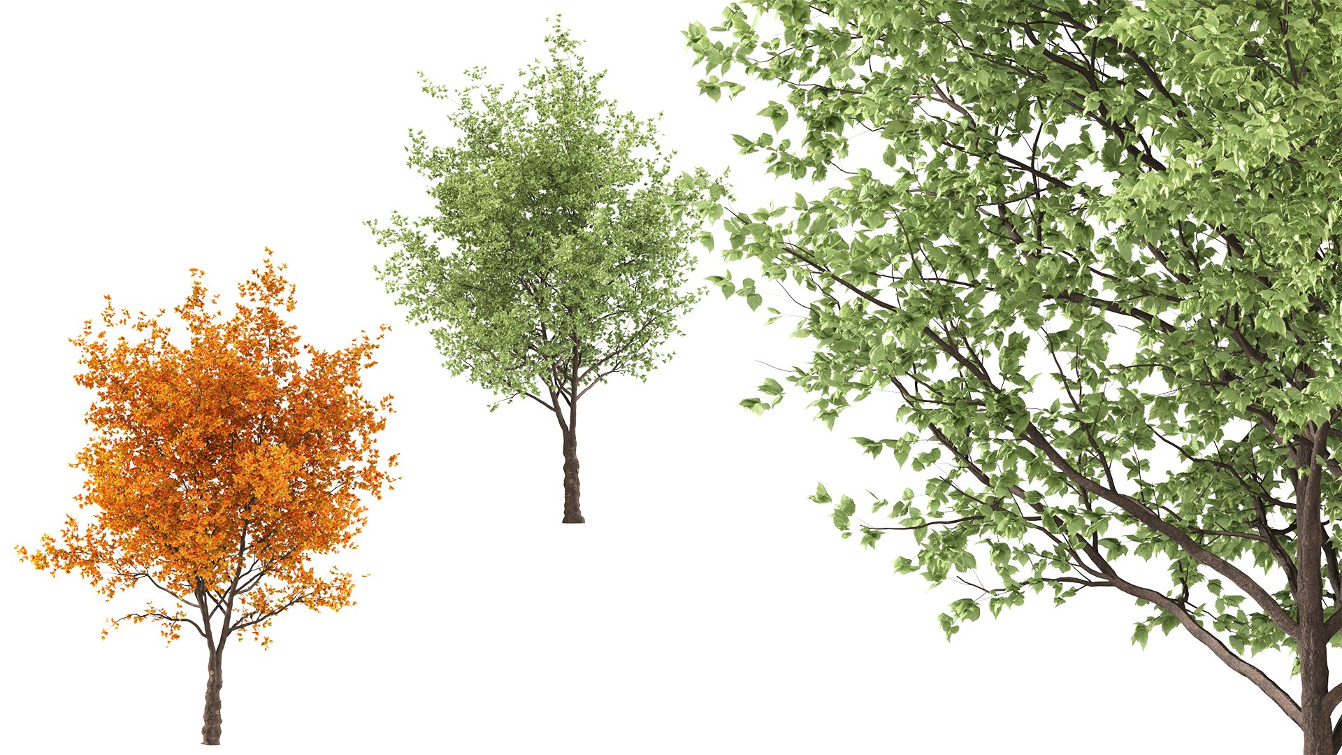 3D Ginkgo Biloba Trees 2 Trees Model - TurboSquid 1874230