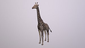 3D model giraffe