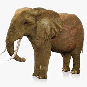 african elephant ocher brown 3D model