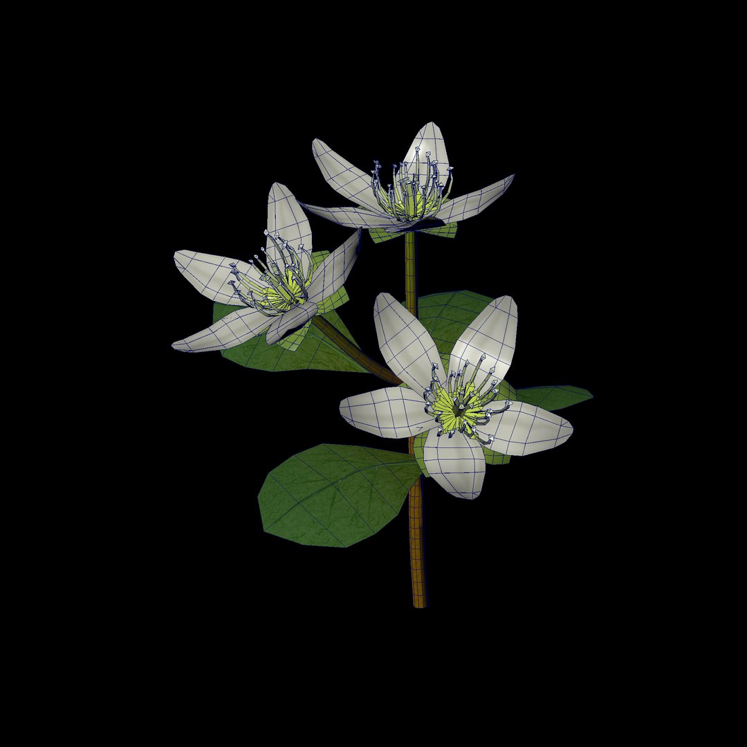 3D flower - TurboSquid 1508834
