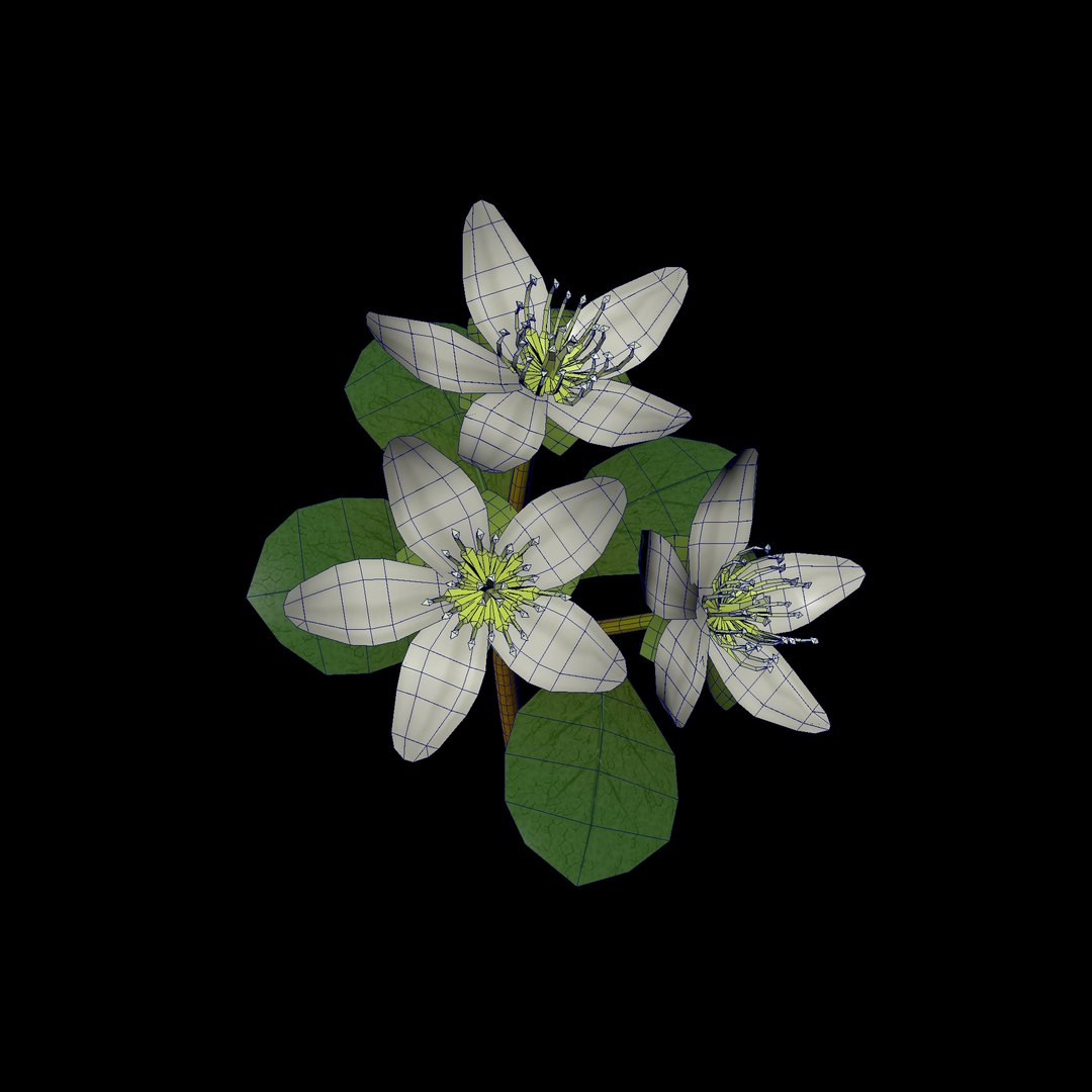 3D flower - TurboSquid 1508834