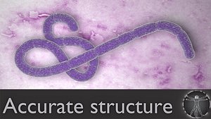 3d ebola virus model