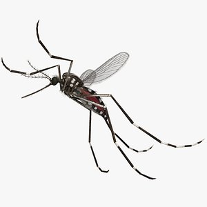 Mosquito Yellow Fever
