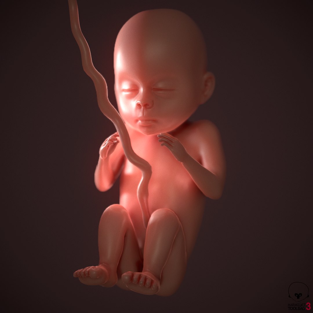human fetus pbr 3D https://p.turbosquid.com/ts-thumb/LL/LHjzuM/JipaLSvD/screenshot006/png/1523726408/1920x1080/fit_q87/8c7cb9c86cc92cc3a1ecd6d65ae2290d19a97cdb/screenshot006.jpg