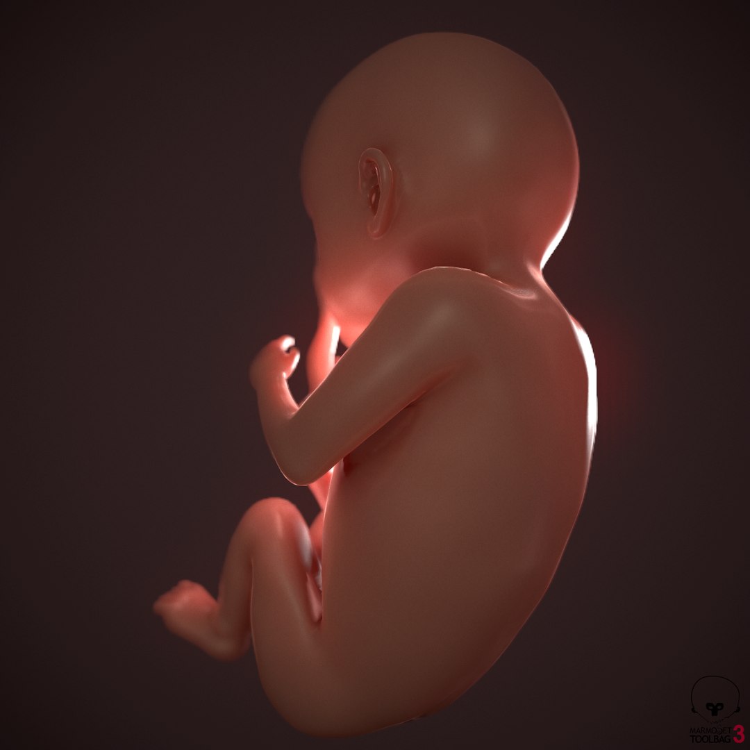 human fetus pbr 3D https://p.turbosquid.com/ts-thumb/LL/LHjzuM/TwNoaltq/screenshot007/png/1523726408/1920x1080/fit_q87/94280a39a1d67041e32eda1ae61a7f1315326adb/screenshot007.jpg