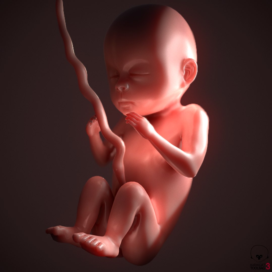 human fetus pbr 3D https://p.turbosquid.com/ts-thumb/LL/LHjzuM/Zr8X5on1/screenshot003/png/1523726408/1920x1080/fit_q87/610697c6207268b364e1210b1244c1ae4a58a2e3/screenshot003.jpg