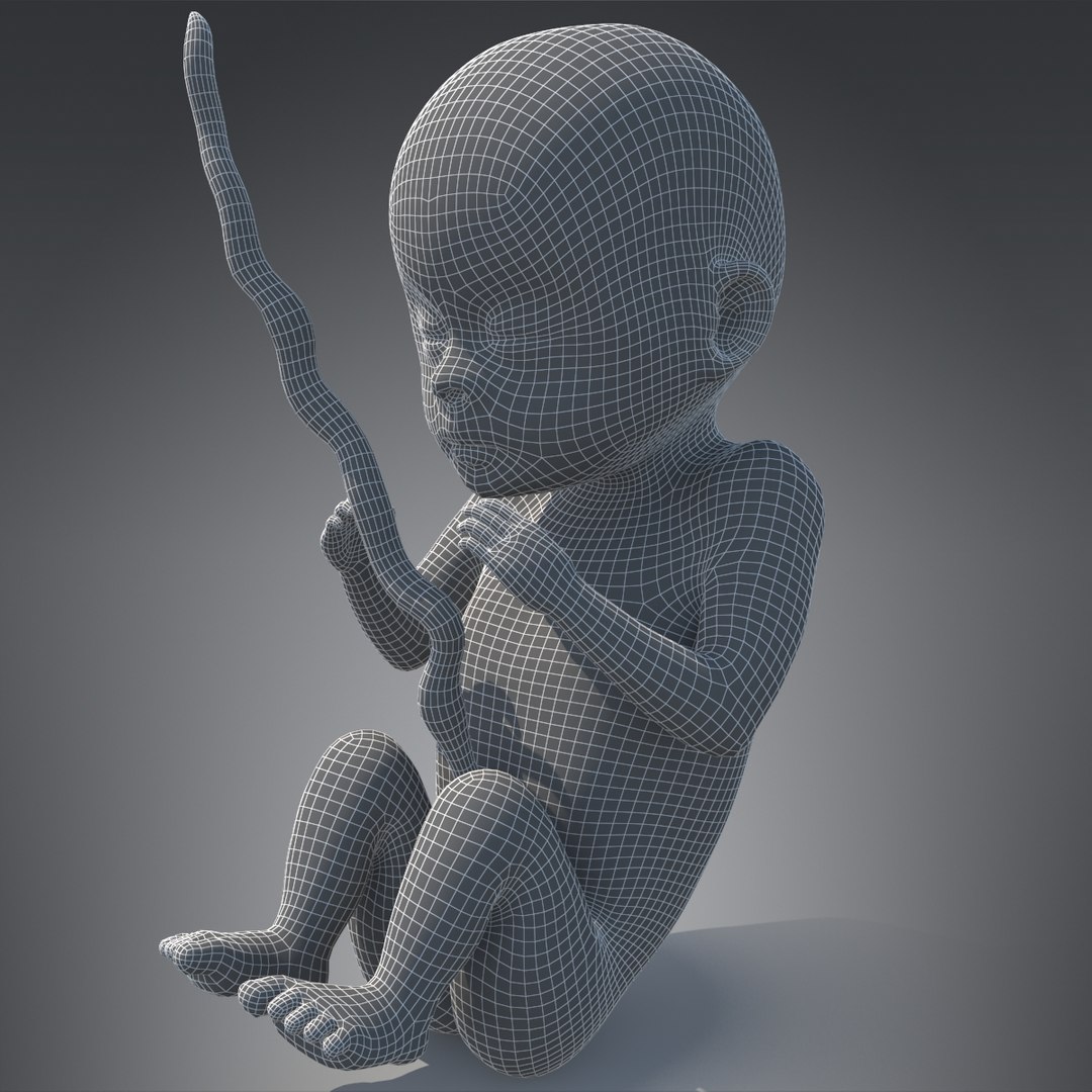 human fetus pbr 3D https://p.turbosquid.com/ts-thumb/LL/LHjzuM/aSIuF8kz/1/jpg/1523726407/1920x1080/fit_q87/ca19603c3d6bce1592912f02ec7d55b399b07e1c/1.jpg