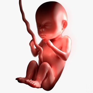 human fetus pbr 3D