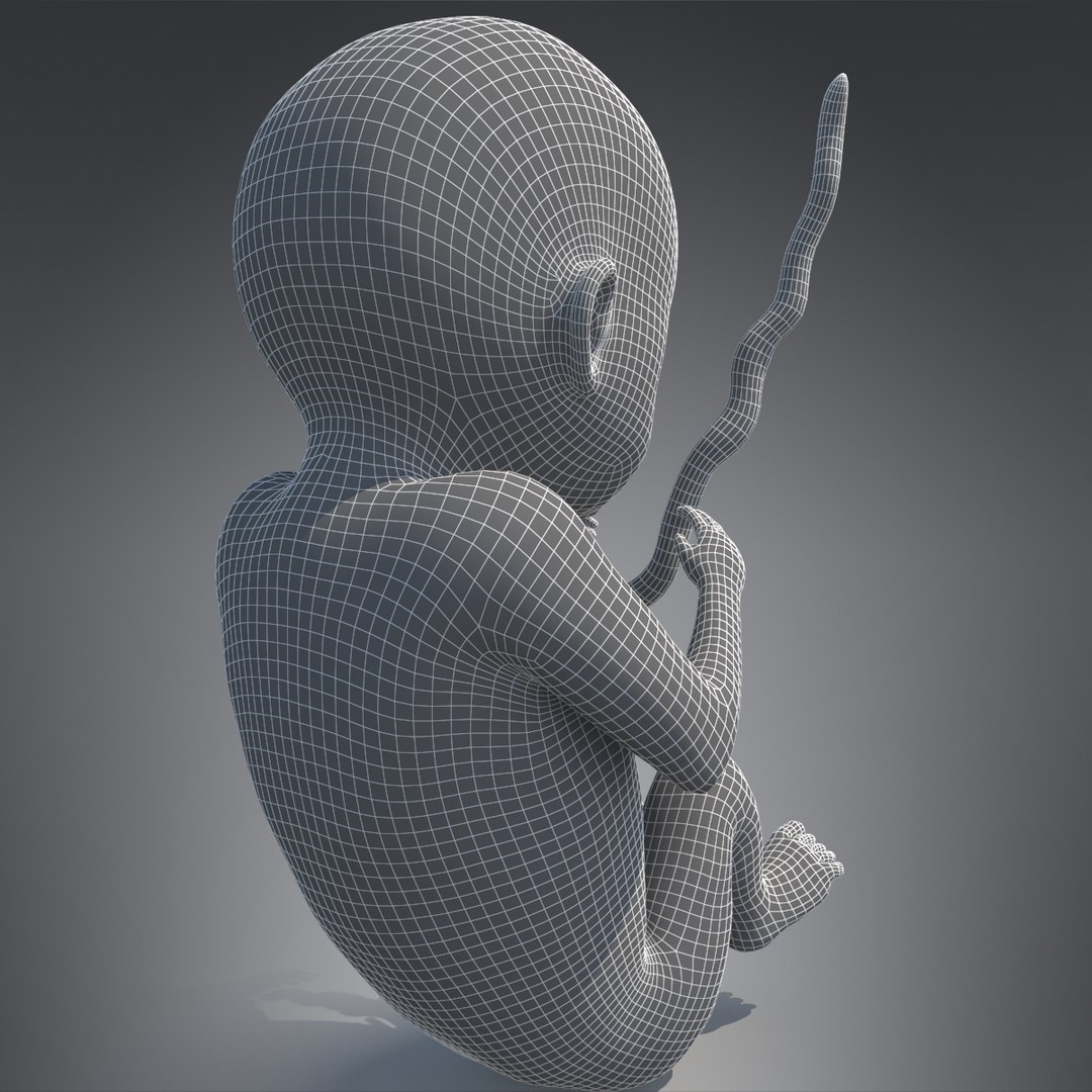 human fetus pbr 3D https://p.turbosquid.com/ts-thumb/LL/LHjzuM/llezUyGG/2/jpg/1523726408/1920x1080/fit_q87/231d92c39337954e98f5c6e0761ed98574288495/2.jpg