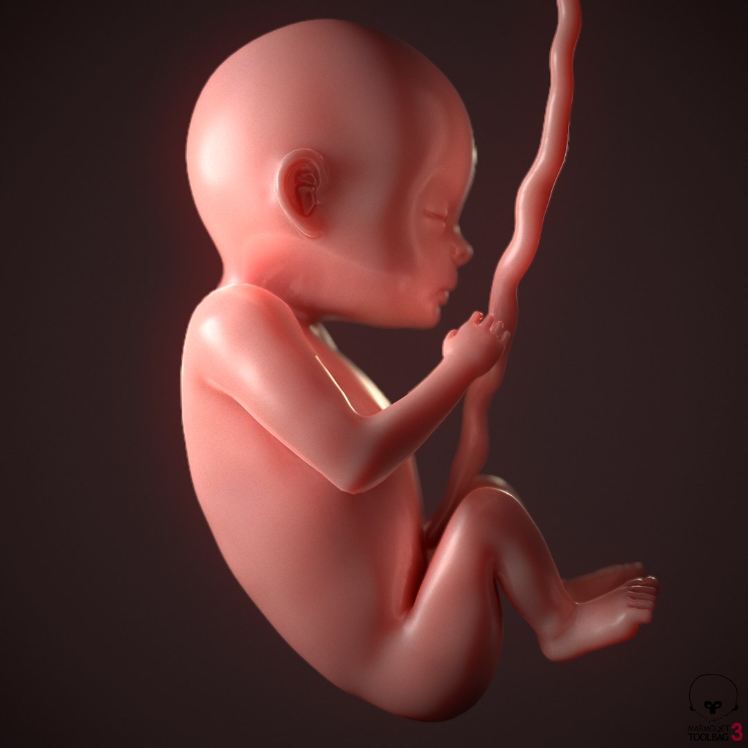 human fetus pbr 3D https://p.turbosquid.com/ts-thumb/LL/LHjzuM/tyPtPAZZ/screenshot005/png/1523726408/1920x1080/fit_q87/5c3e16141c0acd90ef6d5d2c3b1c27cf7b52b196/screenshot005.jpg