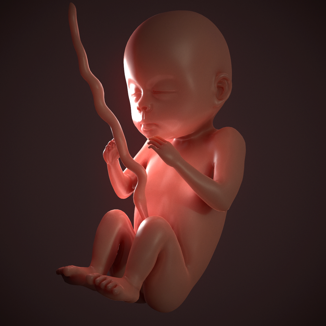 human fetus pbr 3D https://p.turbosquid.com/ts-thumb/LL/LHjzuM/vLOunLAI/01/png/1523726548/1920x1080/turn_fit_q99/61d88efc13fb26dac94715d9d0c84b387c89e64c/01-1.jpg