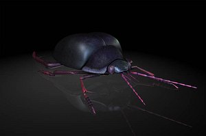 diving beetle insects model