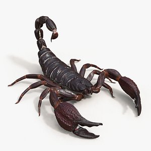 3D production scorpion rig