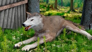 wolf animations 3D model