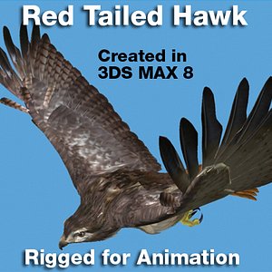 3d red tailed hawk rigged model