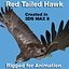 3d red tailed hawk rigged model