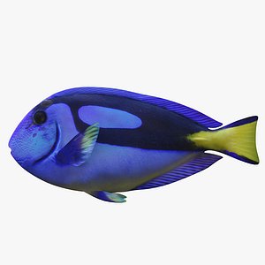 blue tang 3D