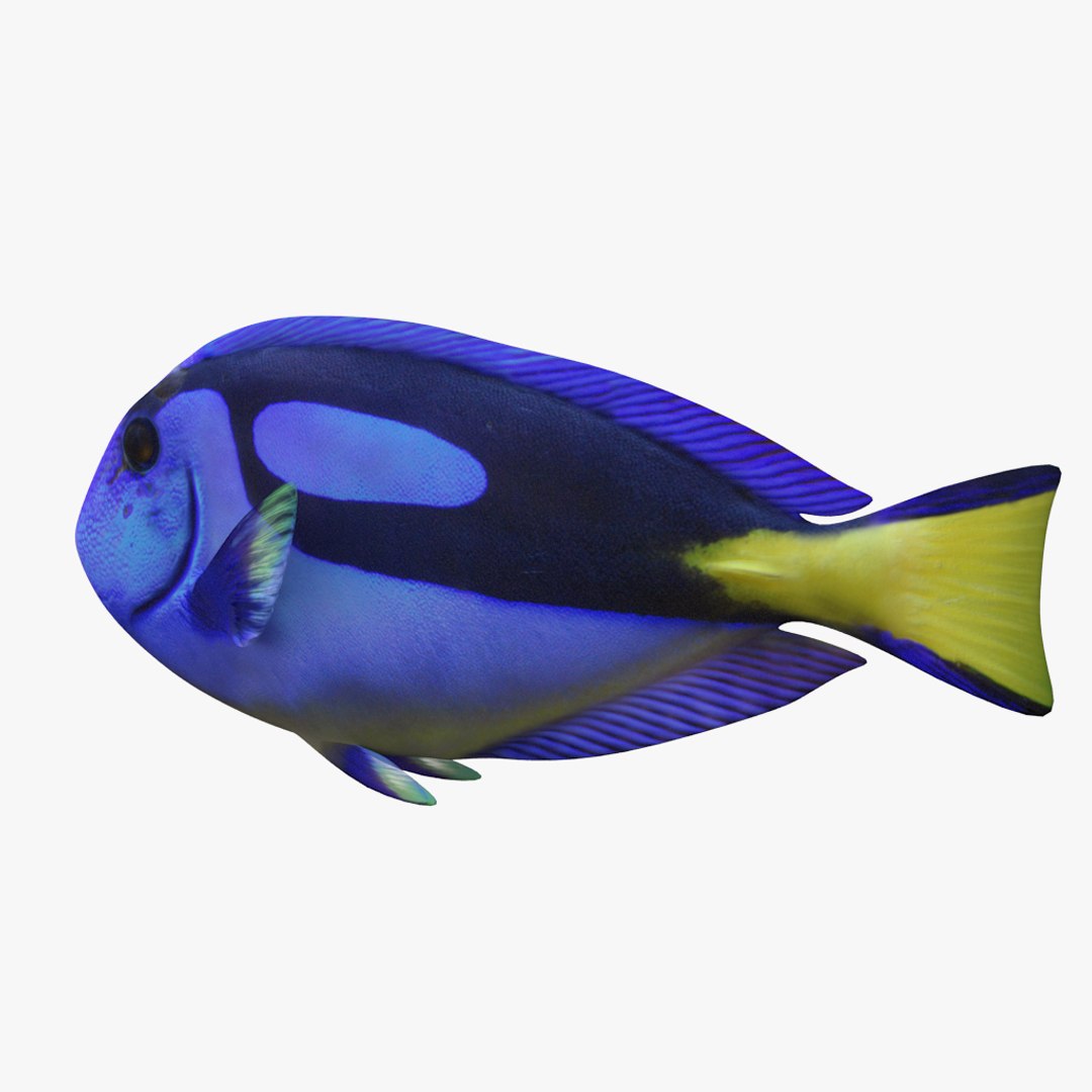 Blue Tang 3D - TurboSquid 1291601