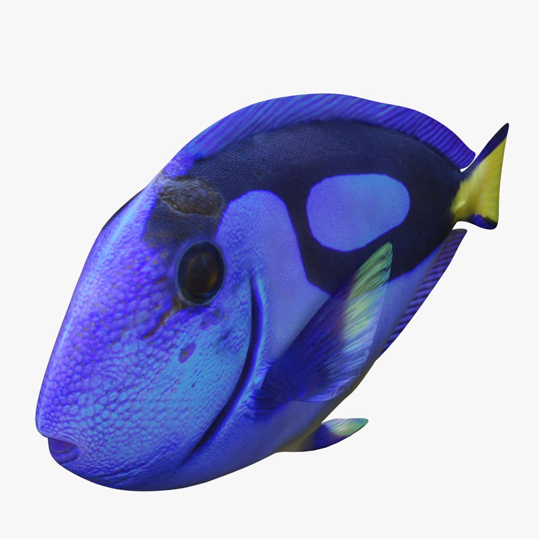 Blue Tang 3D - TurboSquid 1291601