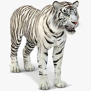 white tiger 2 3D model