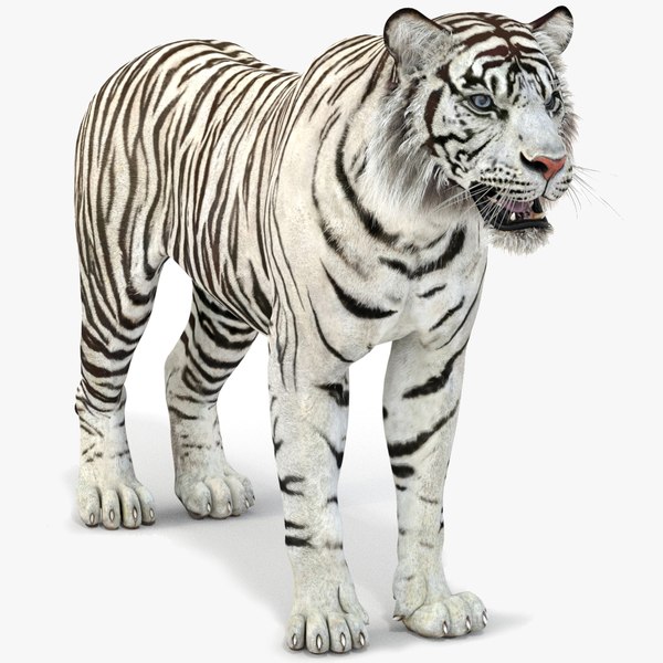 modèle 3D de Tigre blanc (2) - TurboSquid 1443796