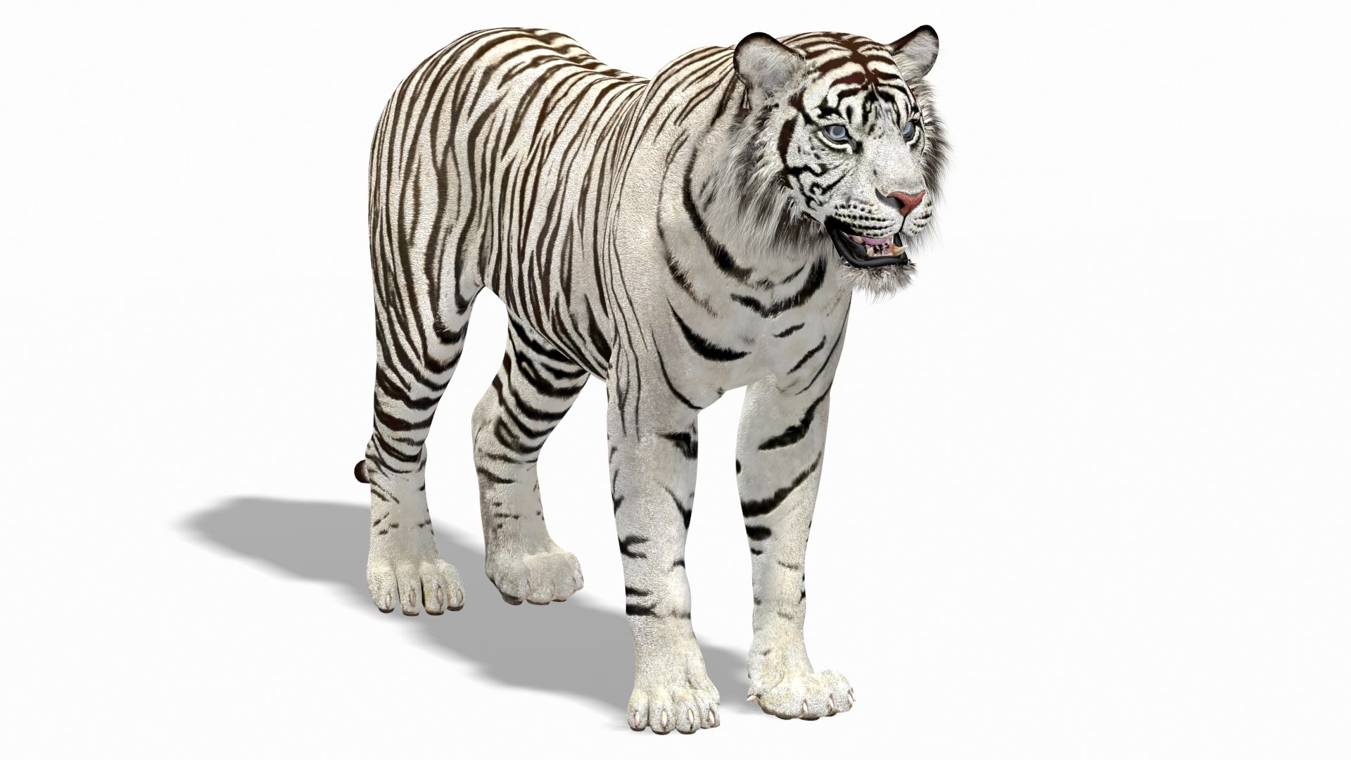 White Tiger 2 3D Model - TurboSquid 1443796