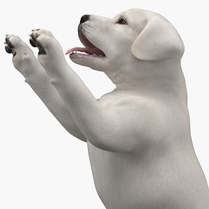 3D White Labrador Puppy Playful Standing Pose