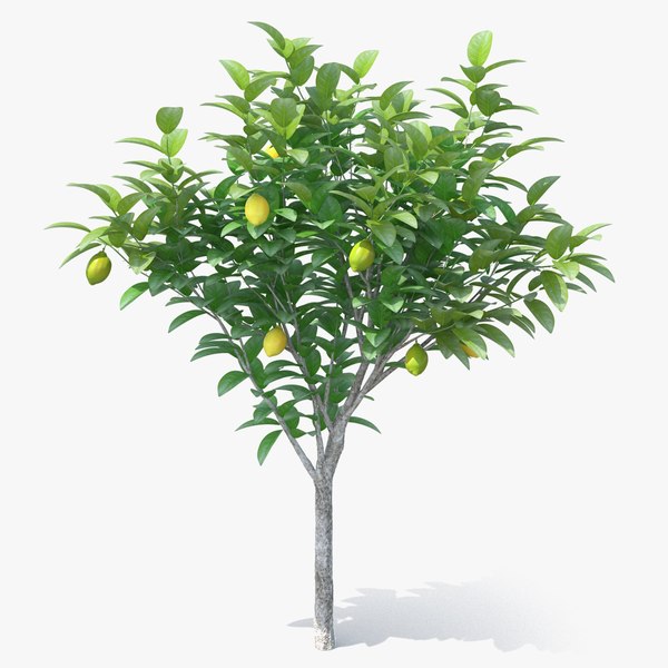 3D small lemon tree