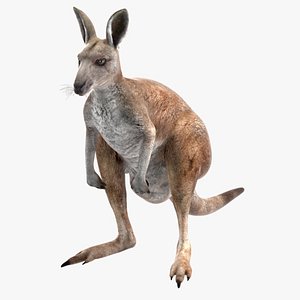 3D Female Kangaroo Rigged for Cinema 4D model