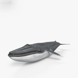 whale blue 3D model