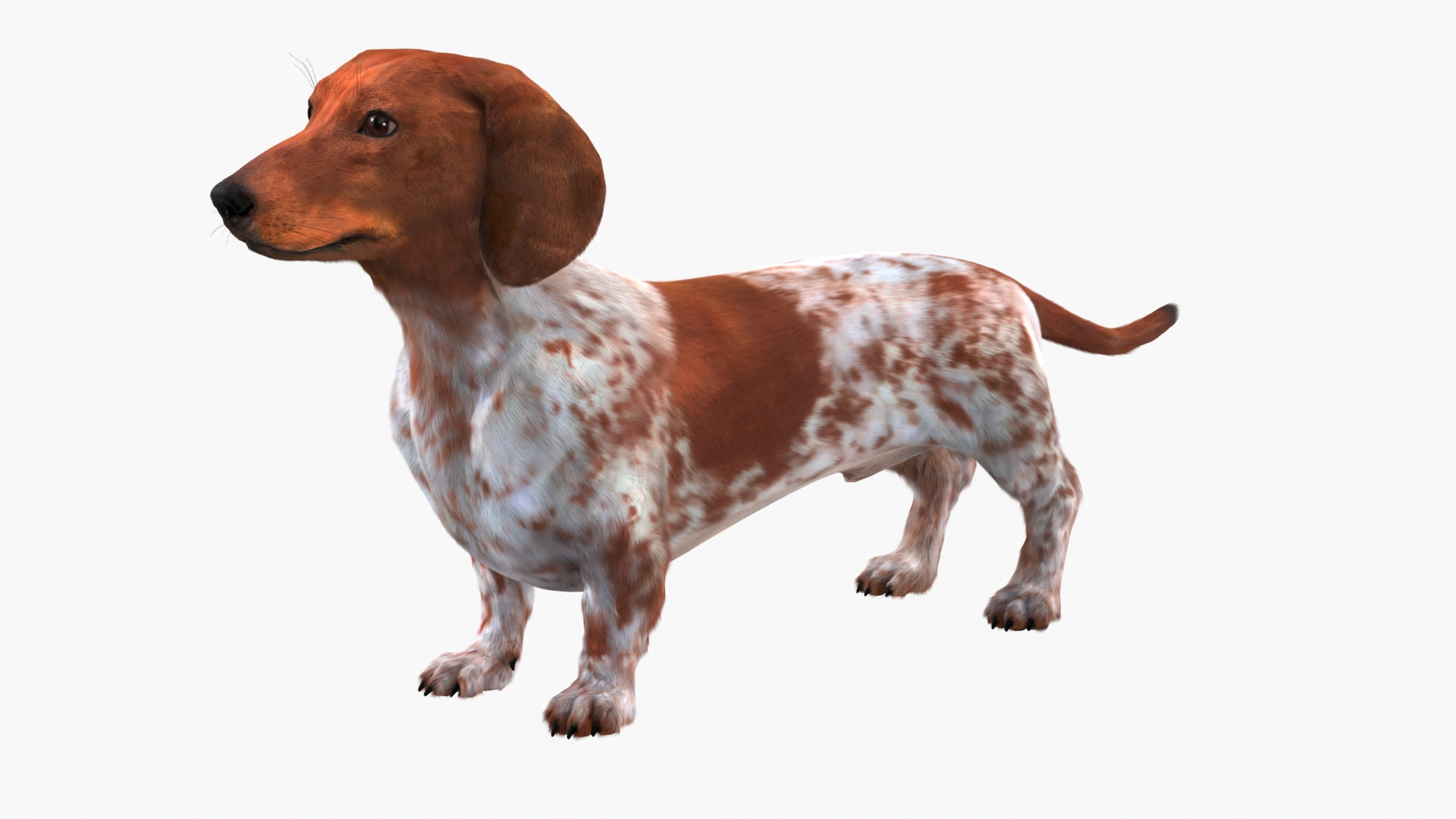 3D Short Legged Hound With Dapple Coat Fur Model TurboSquid 2450237