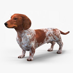 3D Short-Legged Hound with Dapple Coat Fur model